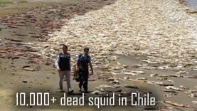 Dead squid in chile