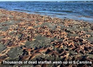 Dead Starfish in S.Carolina