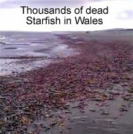 Dead Starfish in Wales
