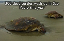 Dead Turtles Brazil