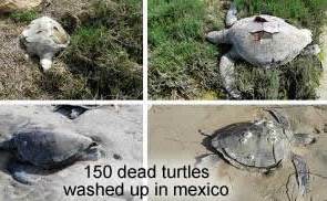 Dead Turtles in Mexico