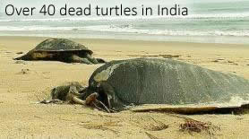 Martwe żółwie w Odisha