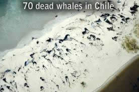 70 martwych wielorybów w Chile