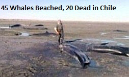 Dead Whales Chile