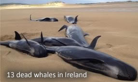 Dead Whales in Ireland