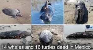 Dead Whales and Turtles Mexico