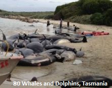 Dead Whales in Tasmania