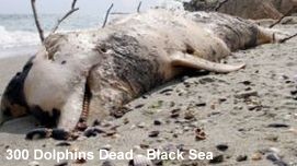 Dolphin Deaths Black Sea
