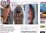 Great Barrier Reef Fish with Cancer