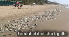 Fish dead in Argentina