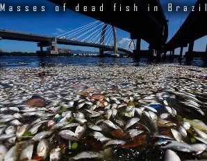 Dead fish in Brazil