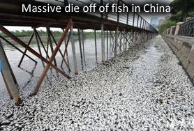 Fish dead in china