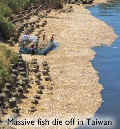Fish Deaths Taiwan