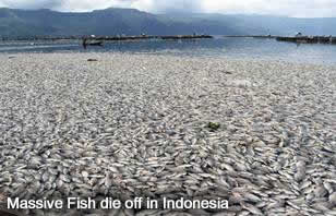 Fish Die off Indonesia