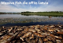 Fish die off in Latvia