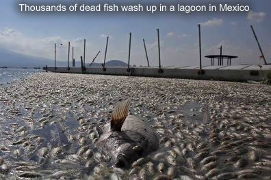 Fish Die off in Mexico
