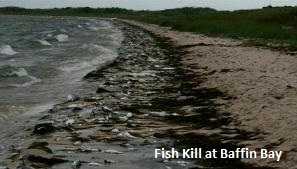 Fish Kill Baffin Bay