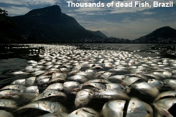 Dead Fish in Brazil