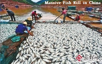 Fish Kill in China