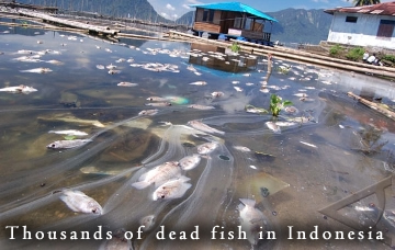 Fish kill in Indonesia