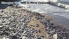 Fish Kill New Zealand