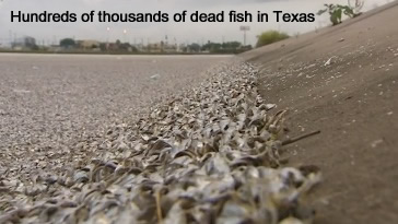 Fish Kill in Texas