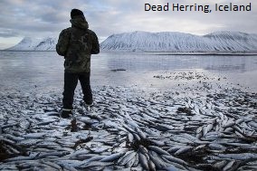 Dead Herring Iceland