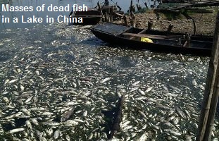 Massive Fish kill China