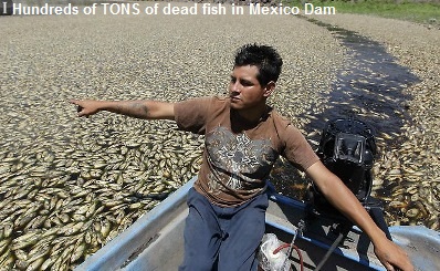 Mass Fish Kill Mexico