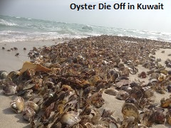 Oyster Die Off Kuwait