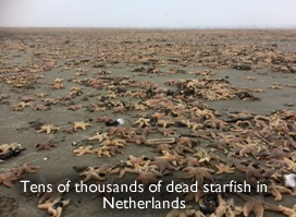Starfish dead in Netherlands