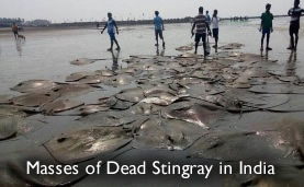 Dead Stingray India