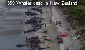 Dead whales Farewell Spit