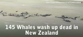 Whales dead New Zealand