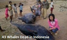 Dead Whales Indonesia