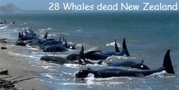 Dead Whales New Zealand