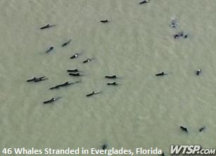 Stranded Whales Everglades