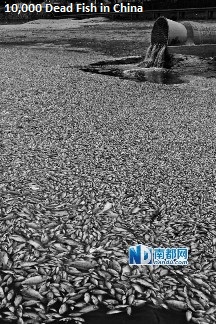 10,000 Dead Fish china