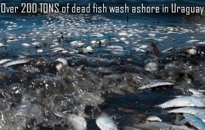 200 Tons of dead fish in Uraguay