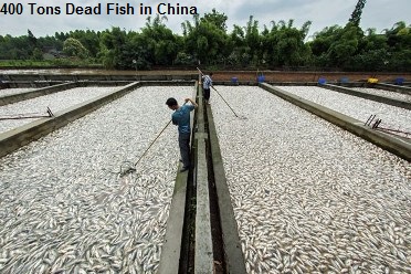 400 Tons Dead Fish China