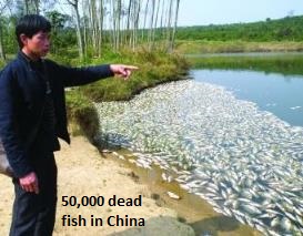 50,000 Dead Fish in China