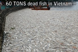 60tons dead fish vietnam