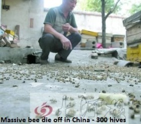Bee die off china