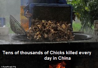 Chicks Killed in China