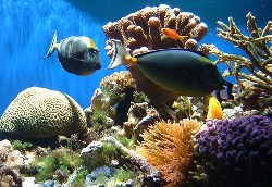 Coral Reef Die-off