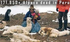Dead Alpaca Peru