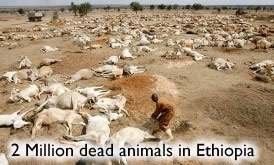 Dead animals ethiopia