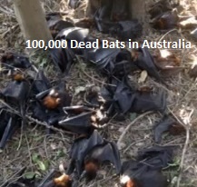 Dead Bats in Australia