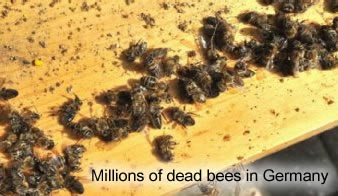 Dead Bees in Germany