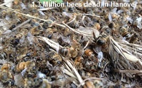 Dead Bees in Hanover